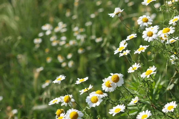 Chamomile flower meadow spring season — Stock Photo, Image