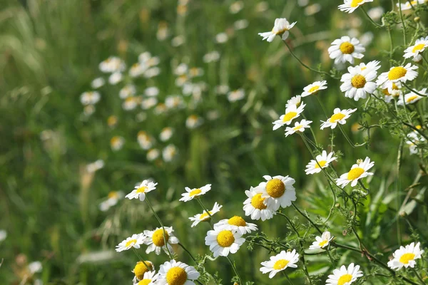 Camomilla fiore prato primavera stagione — Foto Stock