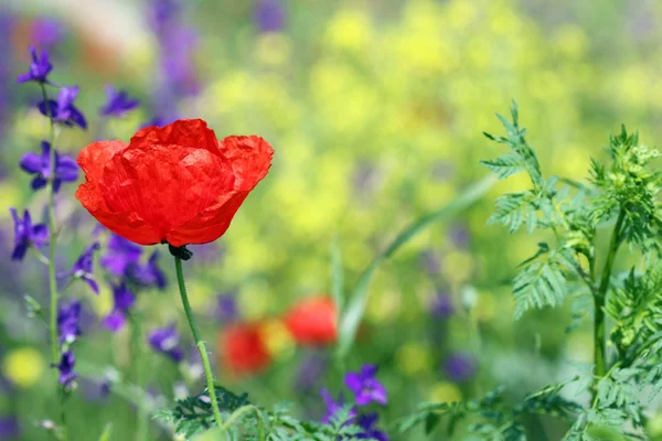 red poppy flower spring season