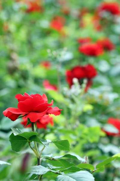 Rote Rosen Garten Frühling — Stockfoto