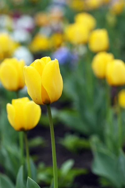 Yellow tulip flowers garden spring season — Stock Photo, Image