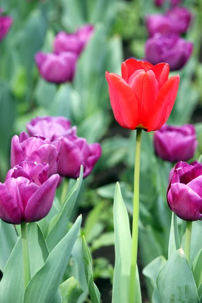 Purple and one red tulip flower — Stock Photo, Image