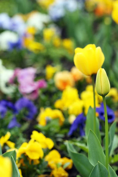 Tulpan blommor trädgård vårsäsongen — Stockfoto