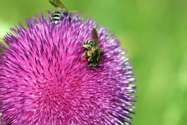 春の季節の花にミツバチ — ストック写真