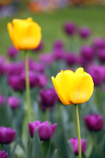 Tulpe Blumen Garten Frühling Saison — Stockfoto