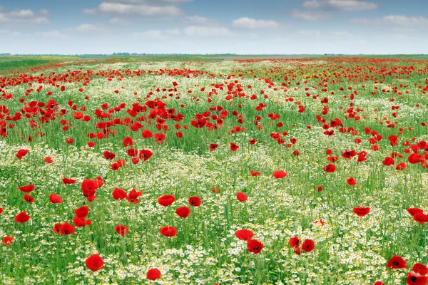 wild flowers meadow landscape spring season