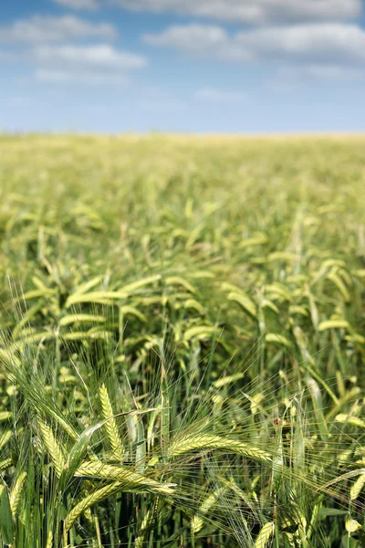 Green barley field spring season — Stock Photo, Image