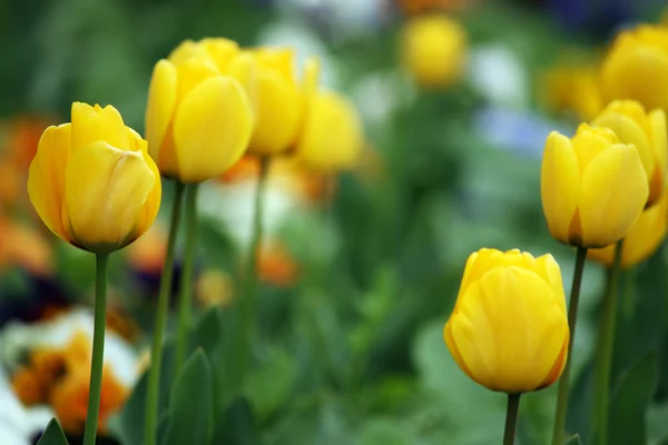 Gelbe Tulpenblüten Frühlingszeit — Stockfoto