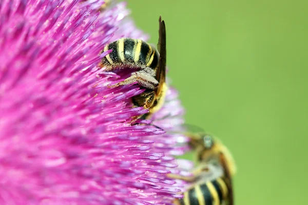 Api sul fiore chiudere la stagione primaverile — Foto Stock