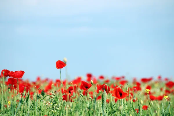 Kırmızı haşhaş çiçek peyzaj alanı — Stok fotoğraf