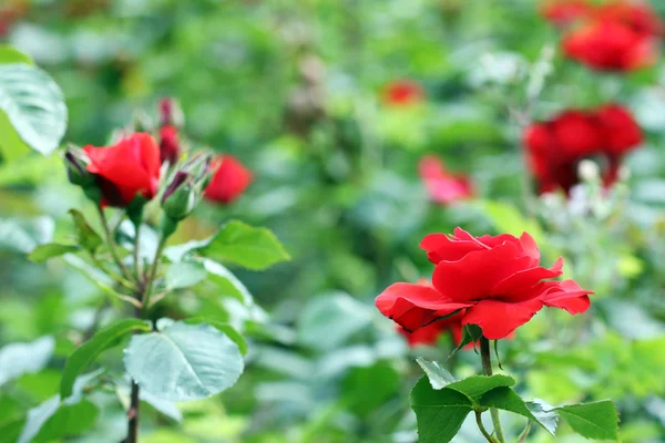 Rote Rosen Garten Frühling — Stockfoto