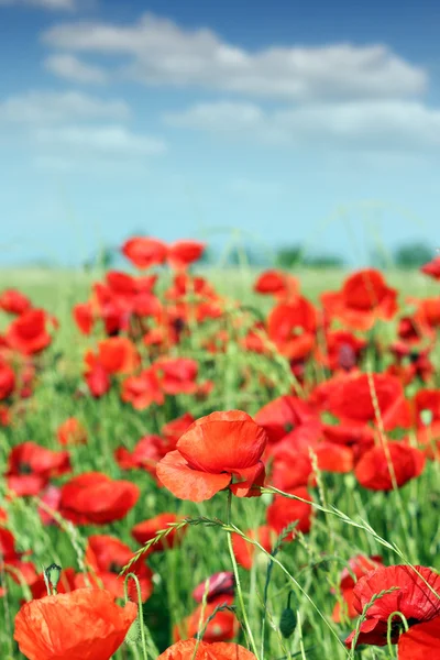 Poppy flowers meadow spring season — Stock Photo, Image