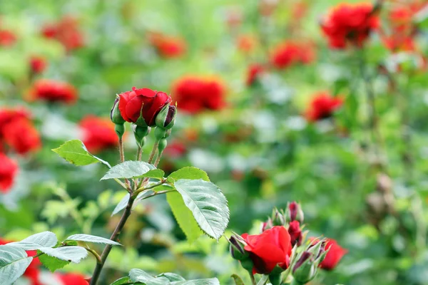 Czerwone róże kwiaty wiosny sezonu — Zdjęcie stockowe