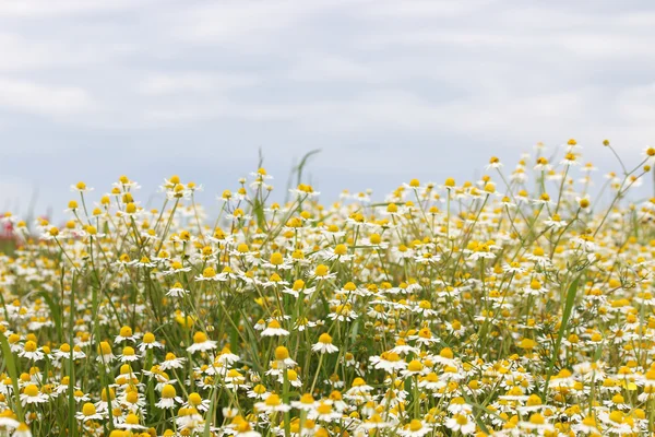 Kamomill blomma fältet vårsäsong — Stockfoto