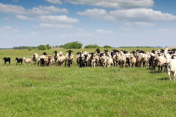 Manada de ovinos correndo no campo — Fotografia de Stock