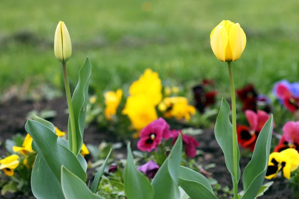 En öppen och en sluten tulip blomma — Stockfoto