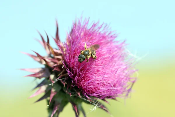 Pszczoła na łopianu kwiat wiosna sezon — Zdjęcie stockowe