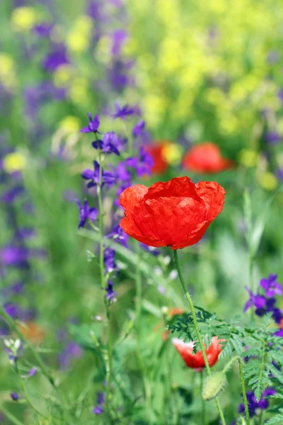 Rode papaver bloem voorjaar seizoen — Stockfoto