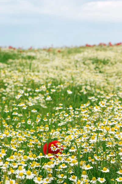 ดอกไม้ป่าดอกคาโมไมล์ ฤดูใบไม้ผลิ — ภาพถ่ายสต็อก