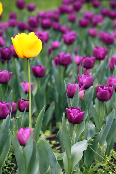 Gula och lila tulpan blommor våren — Stockfoto