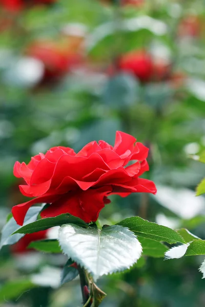 Czerwony róża kwiat wiosna sezon — Zdjęcie stockowe