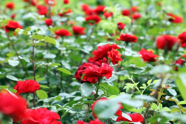 Rosa Roja Flores Jardín Primavera —  Fotos de Stock