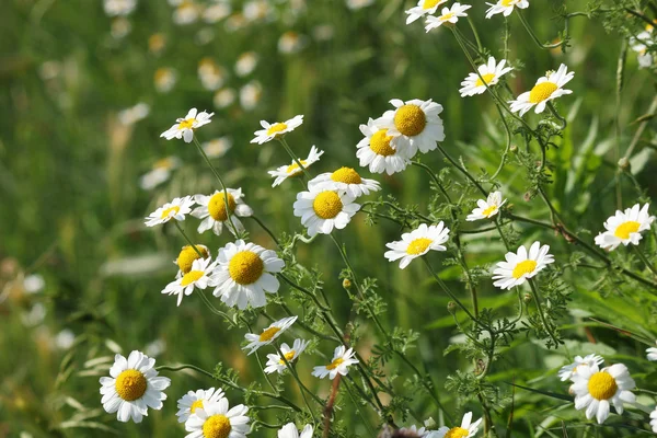 Camomilla fiore sul prato verde primavera — Foto Stock