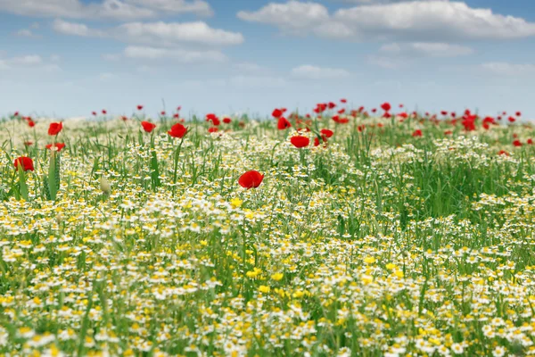 Wild flowers field landscape springtime — Stock Photo, Image