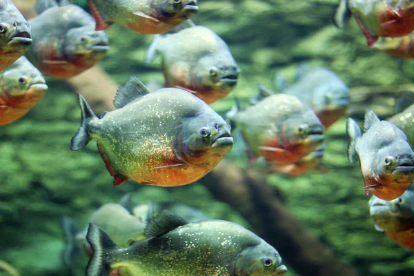 Flock piranhas úszni jellegét a vadon élő állatok — Stock Fotó
