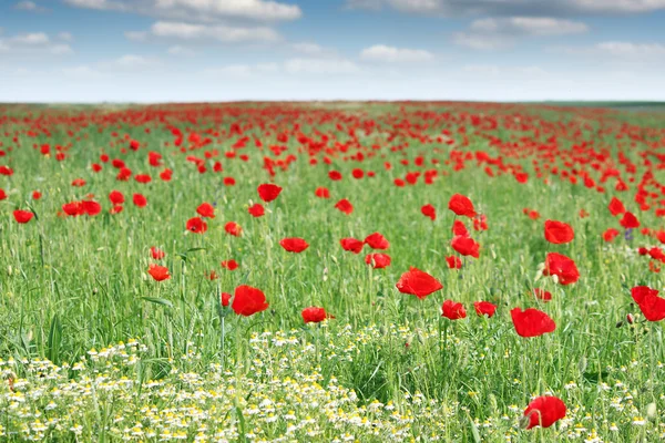 Rode papaver bloemen veld lente — Stockfoto