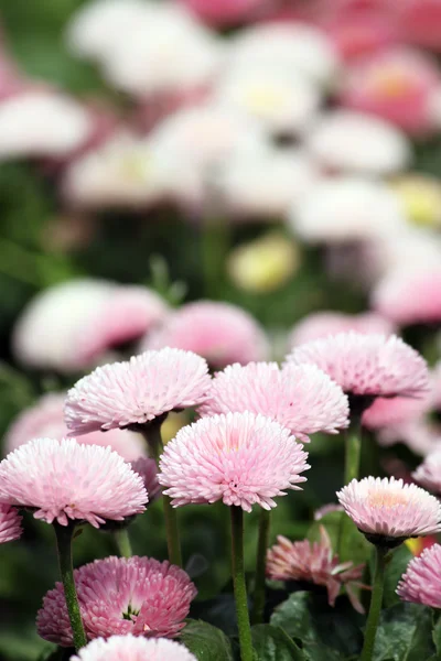 Μαργαρίτα λουλούδι στον κήπο άνοιξη φύση φόντο — Φωτογραφία Αρχείου