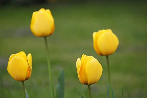 Čtyři žluté Tulipán květy jarní — Stock fotografie