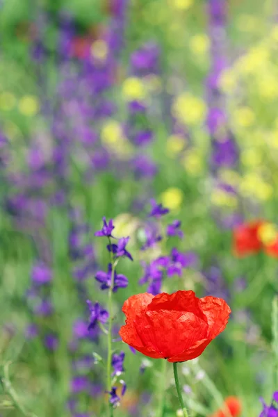 Rode papaver bloem voorjaar seizoen — Stockfoto