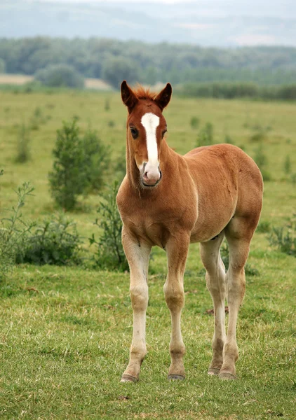 Potro de caballo marrón en el pasto —  Fotos de Stock