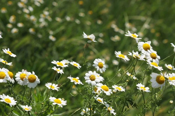 Kamille Wildblumen Wiese Frühling — Stockfoto