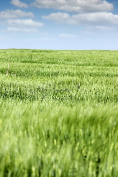 Campo di orzo verde paesaggio primavera — Foto Stock