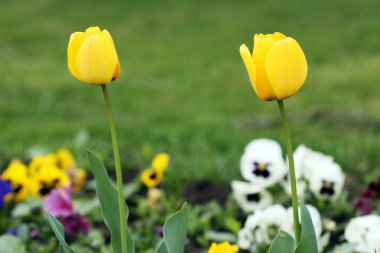 Sarı Lale çiçek bahçesi bahar