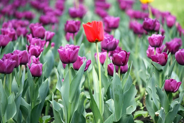 Garden with purple and one red tulip flower — Stock Photo, Image