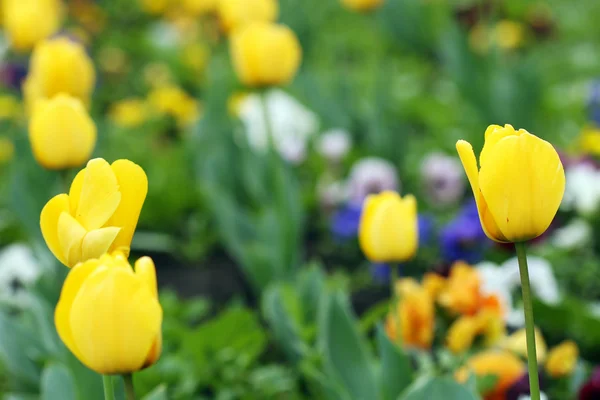 Tulip flowers garden spring season — Stock Photo, Image