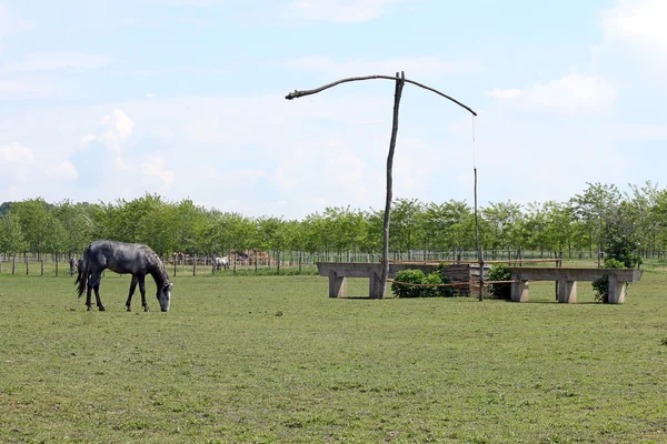 Häst på bete och bra land landskap — Stockfoto