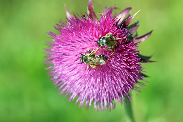 Due api in primavera fiorita — Foto Stock