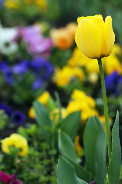Yellow tulip flower garden springtime — Stock Photo, Image