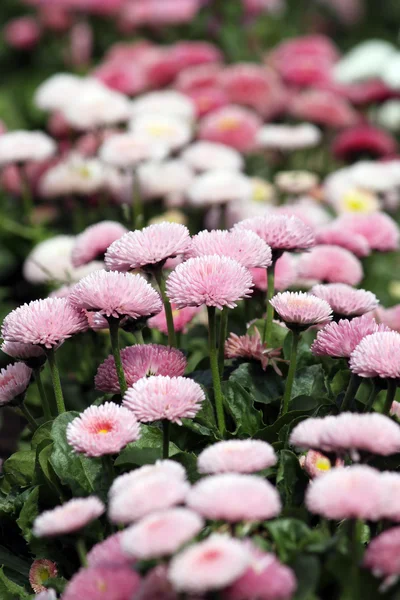 Marguerite fleur jardin printemps saison nature fond — Photo