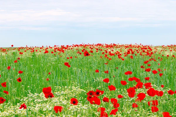 Red poppies flower meadow and blue sky springtime — Stock Photo, Image