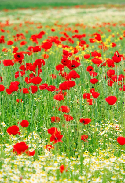 Spring wild flowers field landscape — Stock Photo, Image