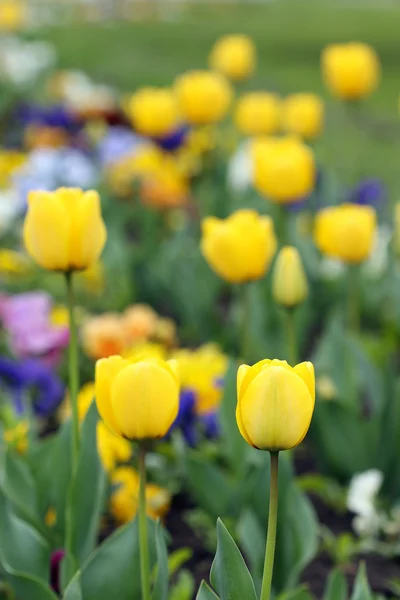 Gelbe Tulpe Blumengarten Frühling — Stockfoto