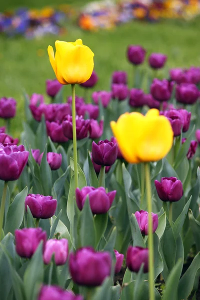 Garden with purple and two yellow tulip flowers — Stock Photo, Image