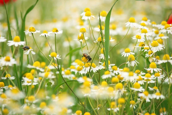 Včela na heřmánkový wild flower jaro — Stock fotografie