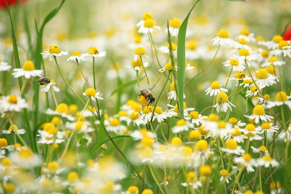 Abelha em camomila flor selvagem primavera — Fotografia de Stock