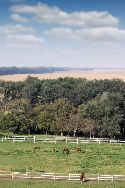 Terras agrícolas paisagem cavalos no curral — Fotografia de Stock